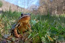 Grasfrosch