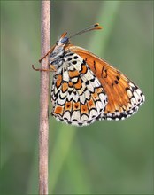 *Melitaea cinxia*