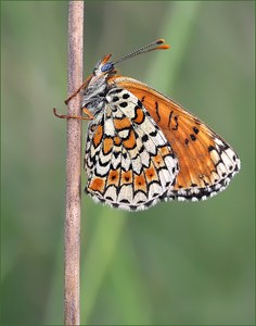 *Melitaea cinxia*