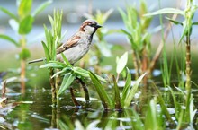 fake news aus Obotritien: Wiederentdeckung des Wassersperlings......