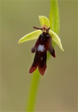 Ophrys insectifera