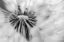 Pusteblume