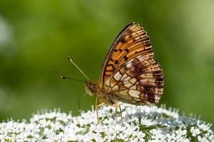 Mädesüß Perlmuttfalter
