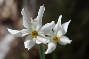 Weisse Berg-Narzisse