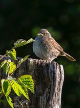 Heckenbraunelle im Morgenlicht