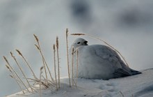 Schneehuhn