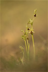 Kleine Spinnen-Ragwurz (Ophrys araneola)