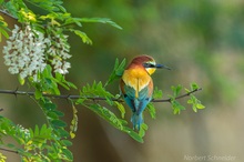 Bienenfresser (Merops apiaster)