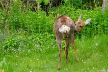 Reh im eigenen Garten