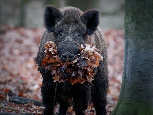 Schwein mit Laub