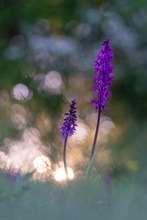 Knabenkraut im Morgenlicht