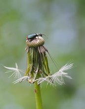 nach dem Regen....