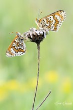 Wegerich-Scheckenfaler (Melitaea cinxia) am Schlafplatz