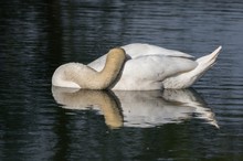 Auch ein Schwan braucht mal eine Pause