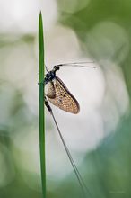 Eintagsfliege am frühen Morgen