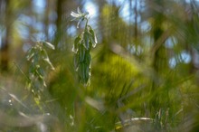 Der Grüne Milchstern