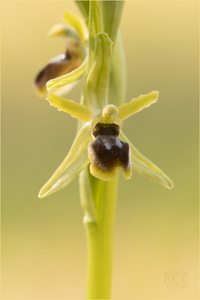 Ophrys araneola