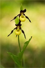 Frauenschuh (Cypripedium calceolus)