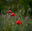 Impression mit Mohn