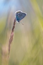 Hauhechel im Gegenlicht