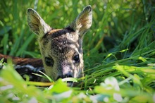 Rehkitz (Capreolus capreolus)