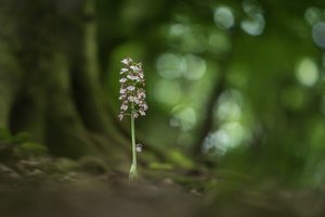 Ein Purpurknabenkraut