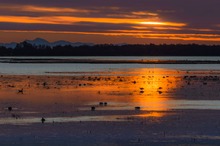 Sonnenuntergang im Vogelparadis