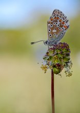 Bläuling auf Orchideenwiese