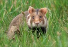 *Hamsterchen im Grünen*