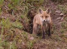 Vieraugen-Fuchs