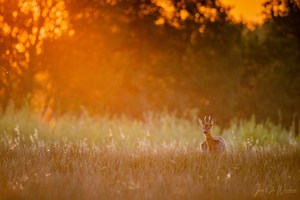 Bock im Abendlicht