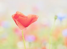 Mohn in seiner Wiese