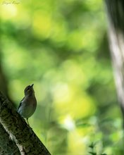 Im Wald der schiefen Bäume