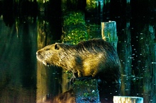 Nutria