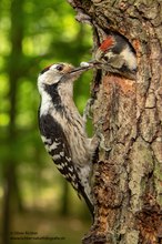 Kleinspecht füttert Jungvogel