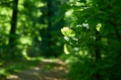 Ein grünes Blatt