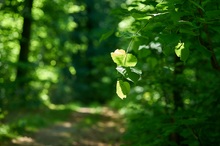 Ein grünes Blatt