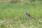 Großer Brachvogel