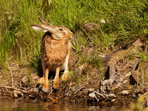 Warmer Tag, -durstiger Hase  2/2