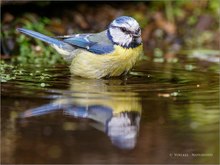 Blaumeise im Vogelbad