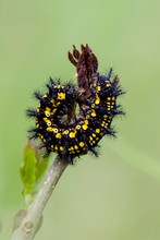 Raupe des Kleinen Maivogel