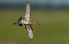 Uferschnepfe im Kurvenflug