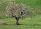 *Blühender Baum*