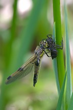 Frisch geschlüpfte Vierfleck Libelle mit Larve