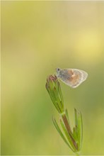 Kleines Wiesenvögelchen (Coenonympha pamphilus)