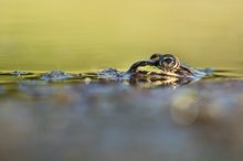 Ein Teichfrosch