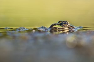 Ein Teichfrosch