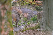 Rotwild zum anfassen 2