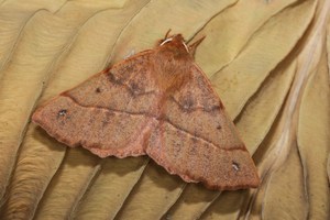 Der Federfühler-Herbstspanner (Colotois pennaria)