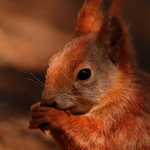 Eichhörnchen  _morgendliches Portrait